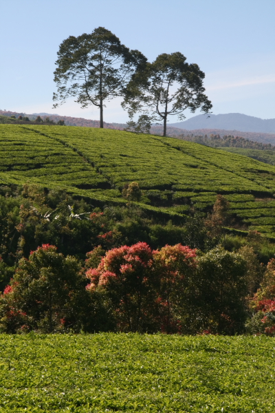 tea plantations @ kerinci.JPG